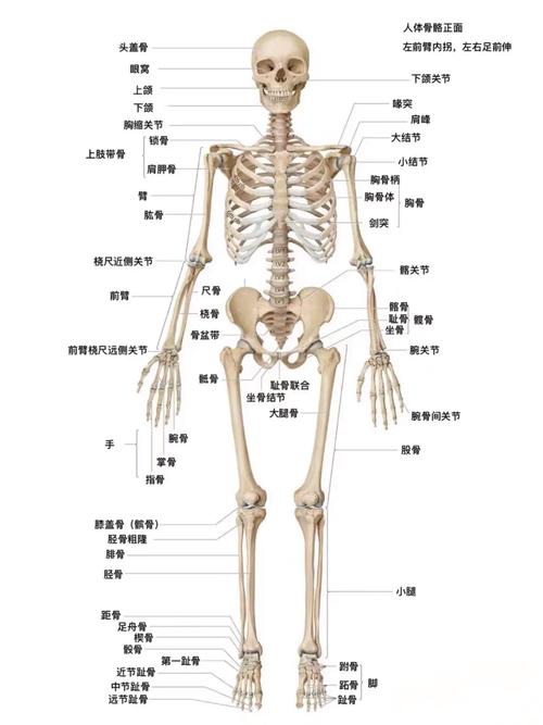 解剖示意图