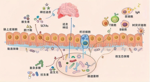 肠道菌群