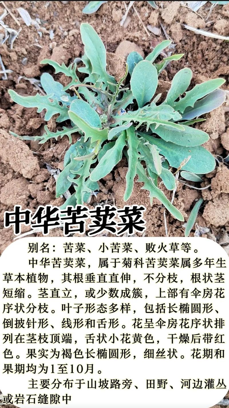 苣荬菜治痔疮有奇效，你知道吗？