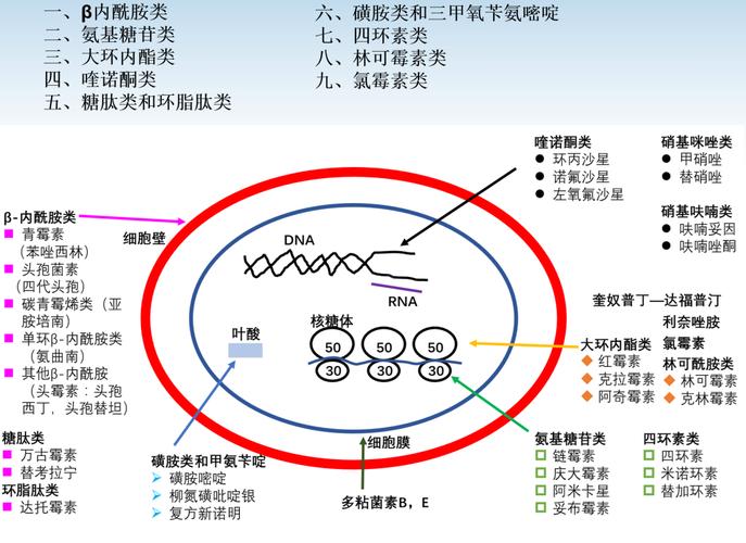 生物作用机理