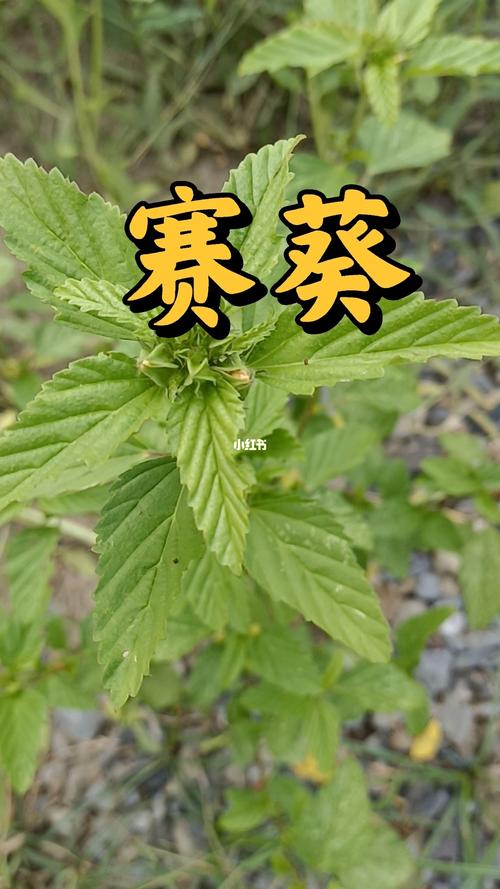 黄花猛对痔疮的奇效，你听说过吗？