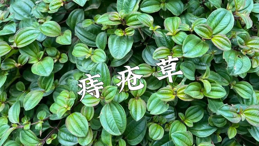 小春沙棘：治疗痔疮的神奇草药吗？