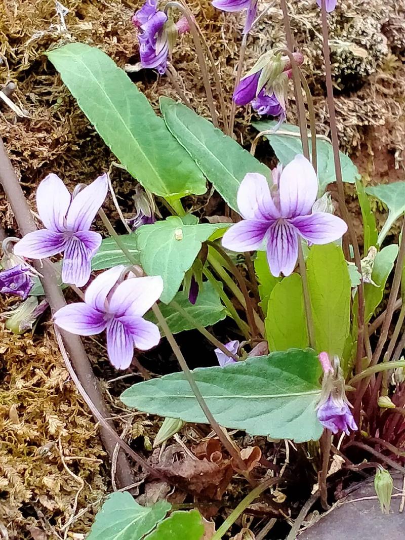 紫花地丁