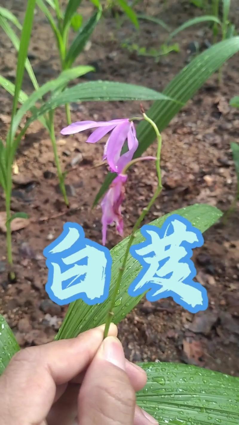 白芨治疗痔疮的效果如何？