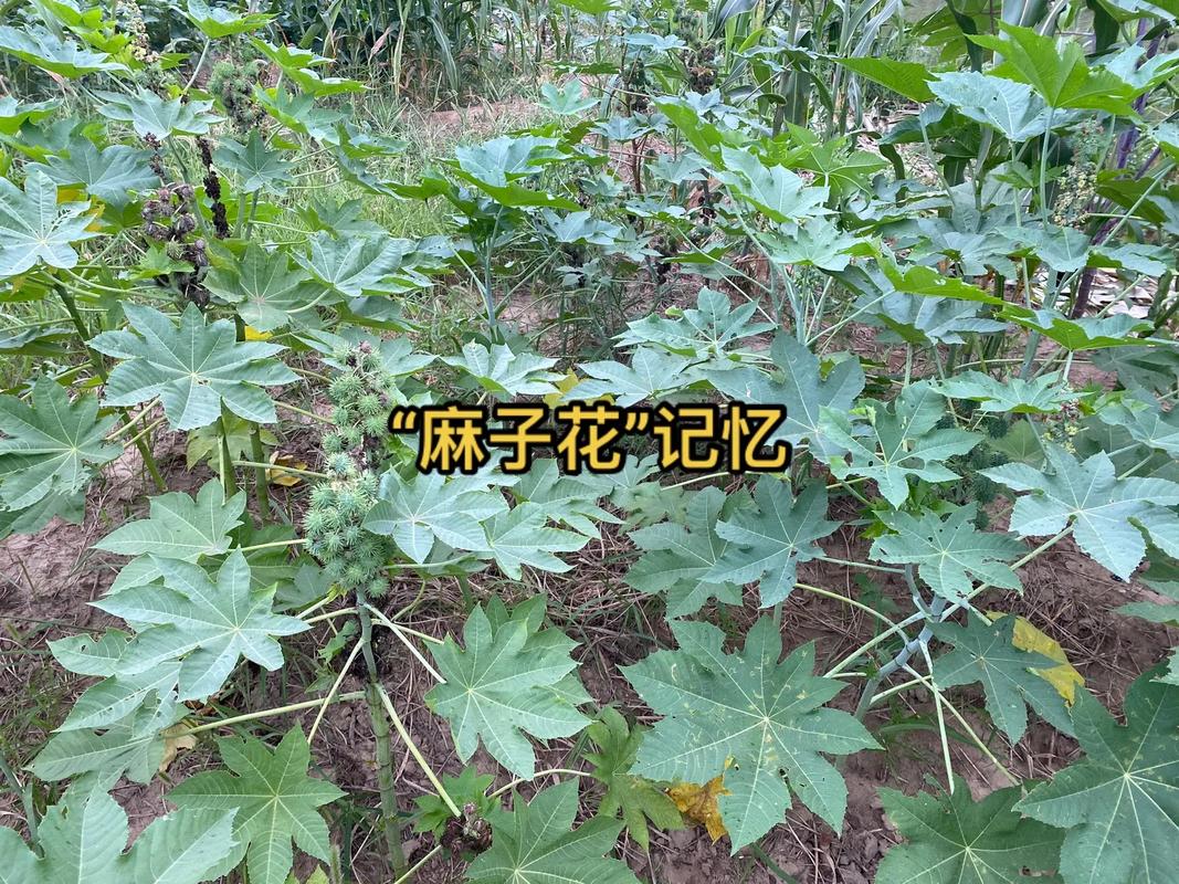 臭麻子对痔疮的疗效探讨：可以治疗吗？