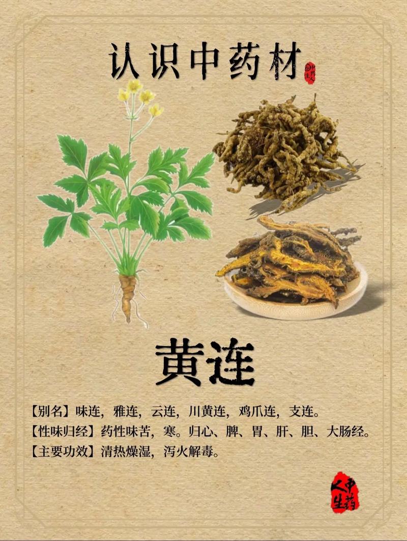 中药黄莲：一种治疗痔疮的古老智慧？