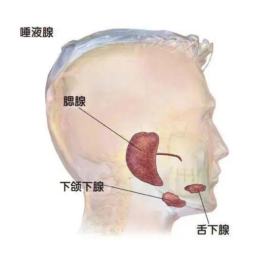 口水分泌