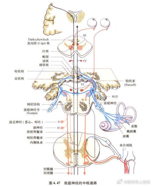 神经传导