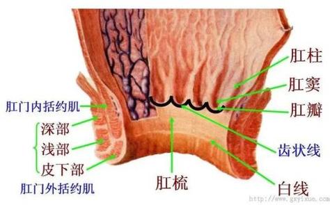 肛门分泌物