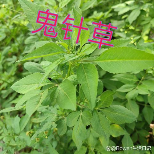 芽蛋子与痔疮奇效：真的能治吗？