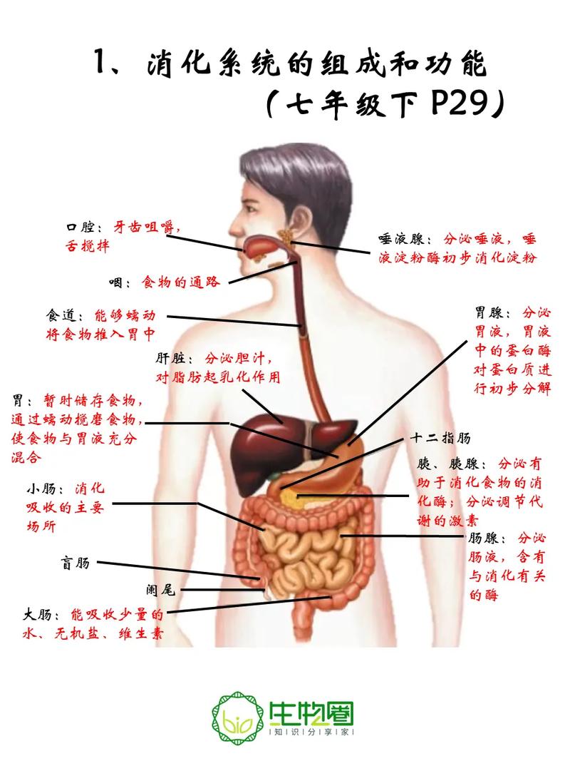 消化功能