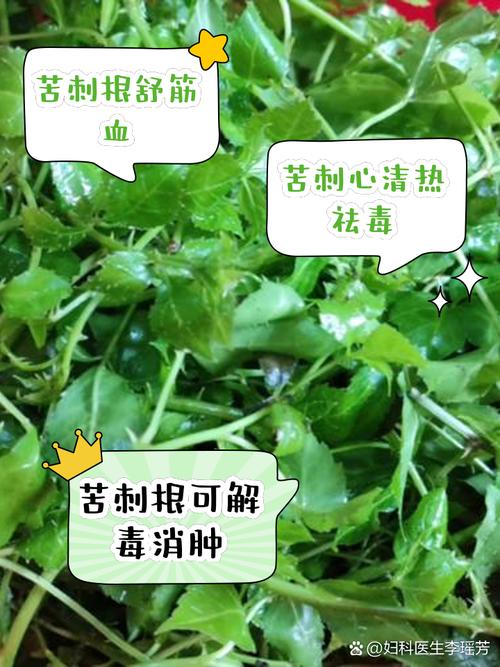 刺苦菜的药用价值：能否有效治疗痔疮？