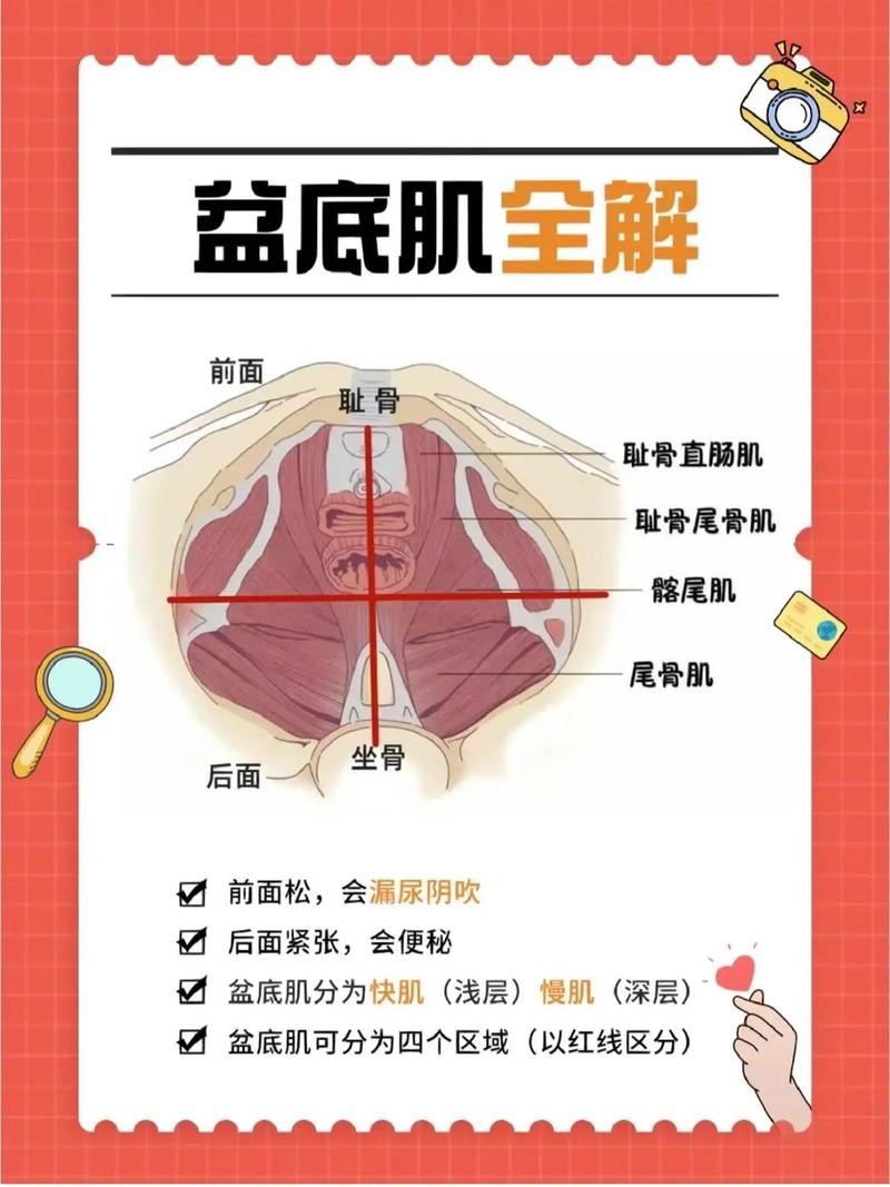 盆底肌肉