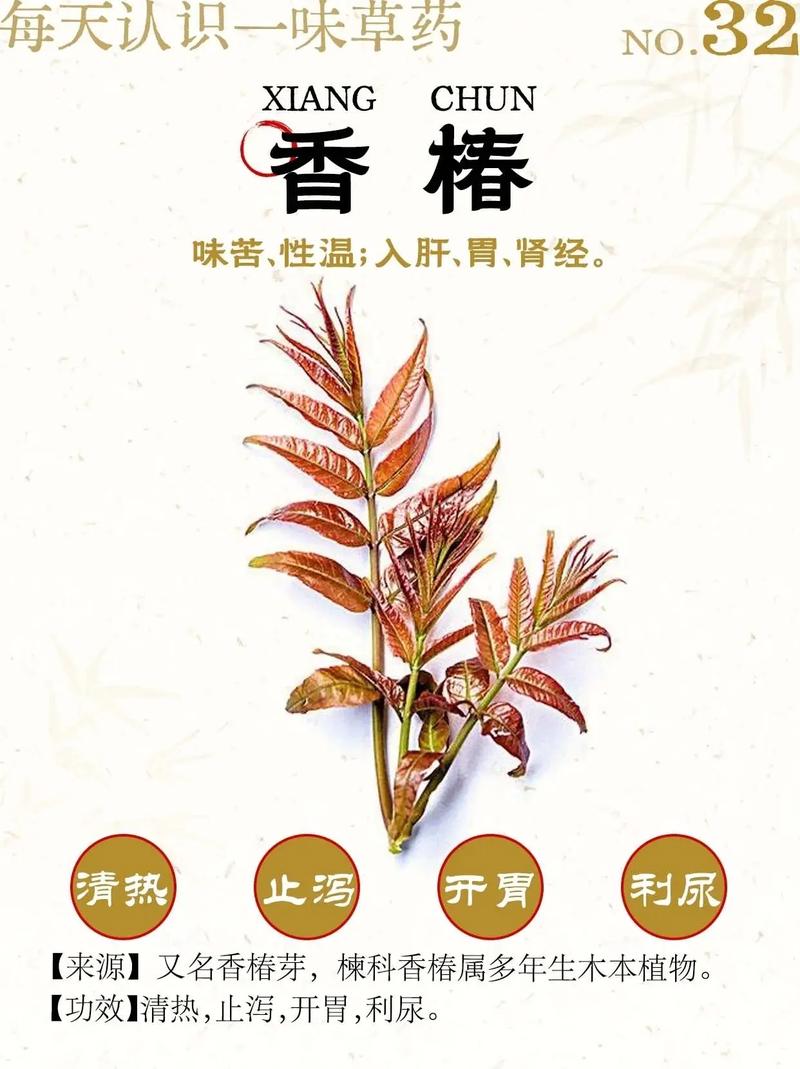 香椿，痔疮，治疗效果，科学依据