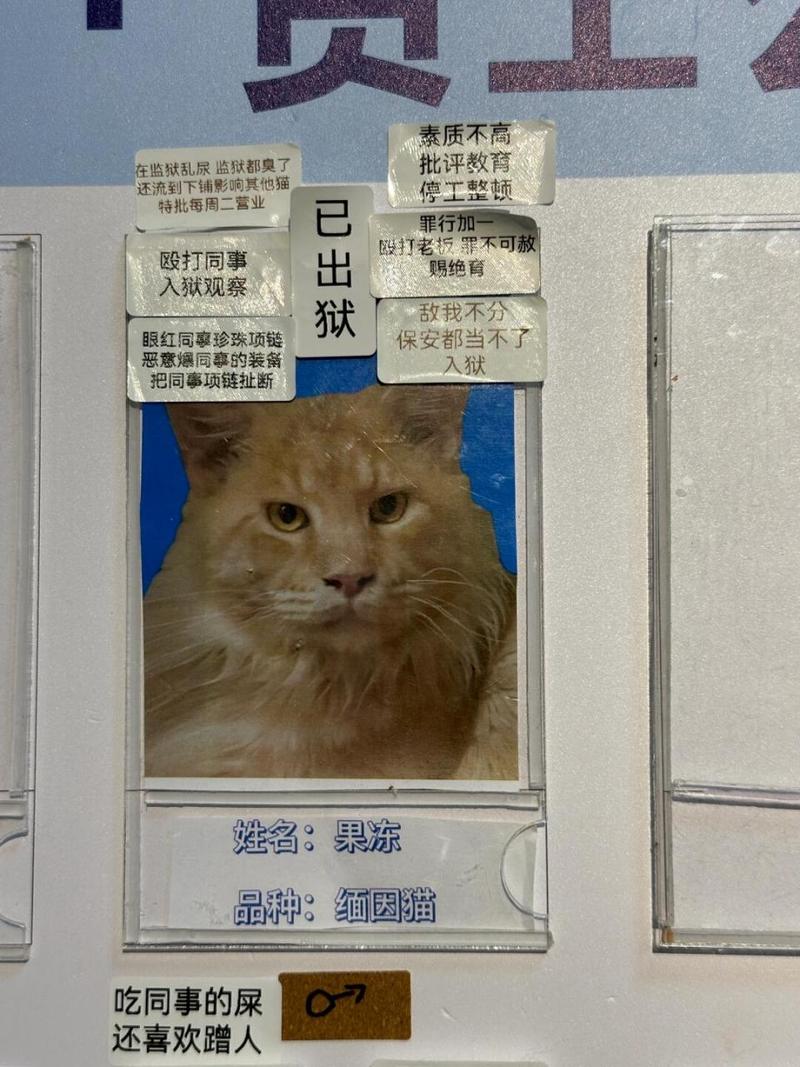 猫骨疗法：能否有效缓解痔疮症状？