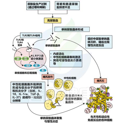 发病机理